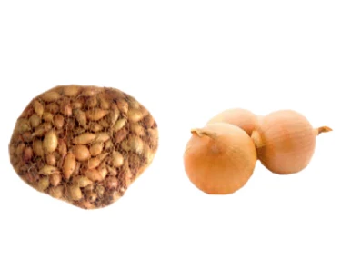 Luk za sadnju - lučica žuta okrugla 1kg