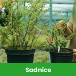 Sadnice